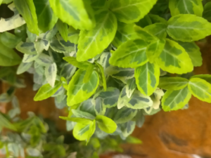 MATERIALI SINTETICI E VEGETALI
